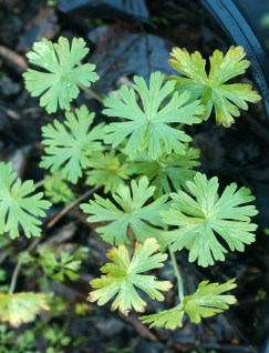 wild geranium.jpg thumbnail